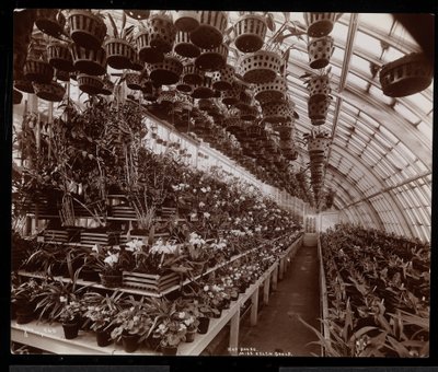 Storczyki w szklarni w posiadłości Helen Gould (rezydencja zmarłego Jaya Goulda) w Tarrytown, Nowy Jork, 1894 (srebrny odbitka żelatynowa) autorstwa Byron Company