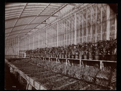 Rośliny w szklarni w posiadłości Helen Gould (późnej rezydencji Jaya Goulda) w Tarrytown, Nowy Jork, 1894 (odbitka żelatynowa) autorstwa Byron Company