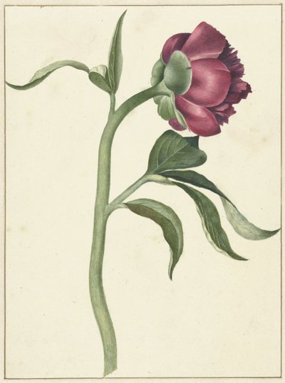 Kwiat piwonii autorstwa C.J. Kruimel