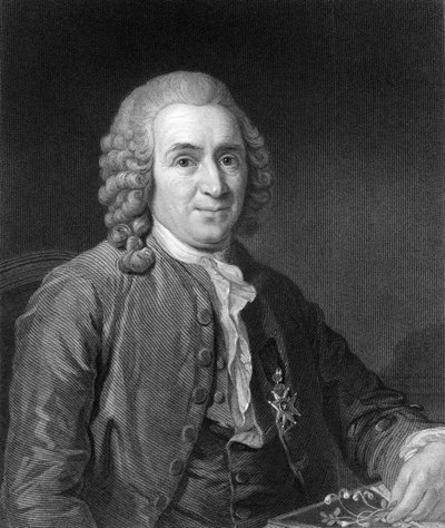Carolus Linneusz, XVIII-wieczny szwedzki przyrodnik, 1836. autorstwa C. E. Wagstaff