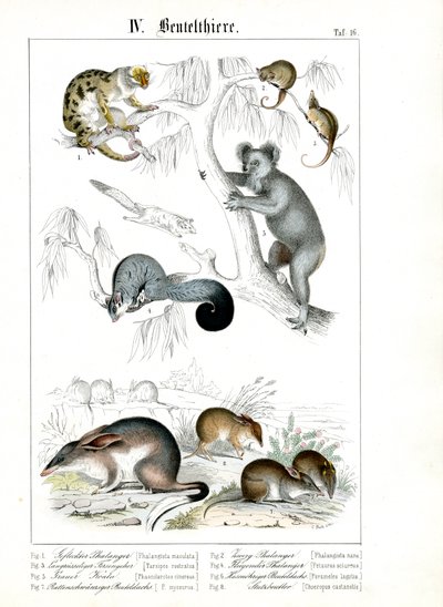  autorstwa C. Roth