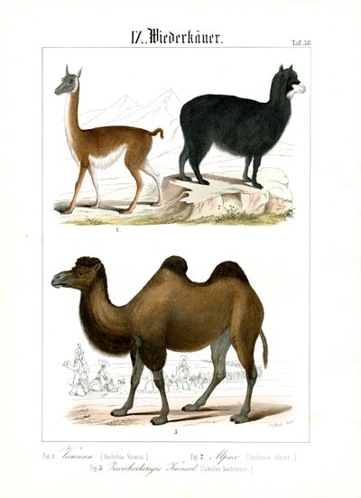  autorstwa C. Roth