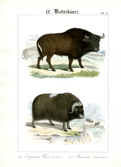  autorstwa C. Roth