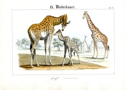  autorstwa C. Roth