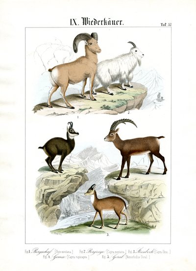  autorstwa C. Roth