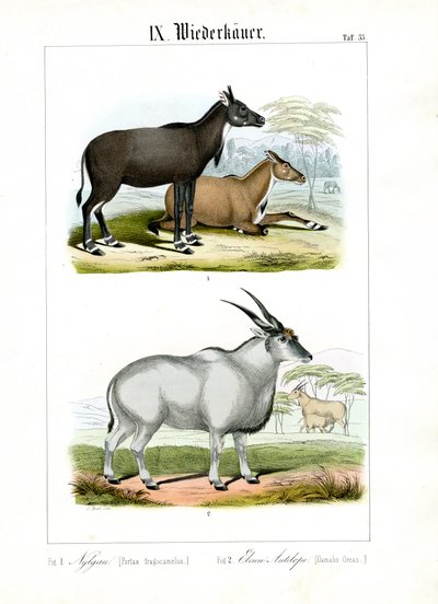  autorstwa C. Roth