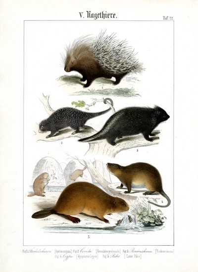  autorstwa C. Roth