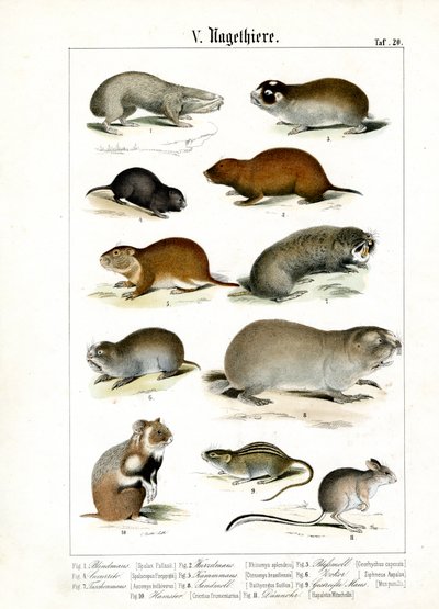  autorstwa C. Roth