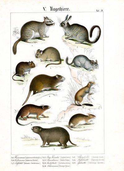  autorstwa C. Roth