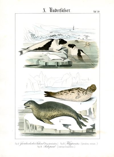  autorstwa C. Roth