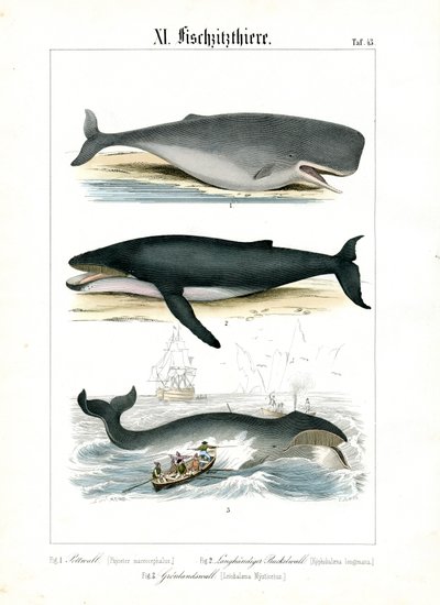  autorstwa C. Roth