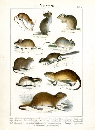  autorstwa C. Roth