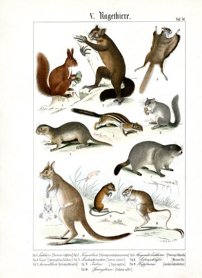  autorstwa C. Roth