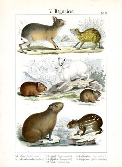  autorstwa C. Roth