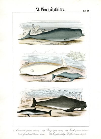  autorstwa C. Roth