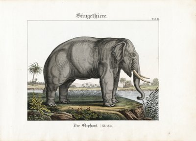  autorstwa C. Steglich