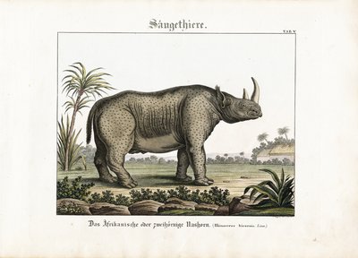  autorstwa C. Steglich