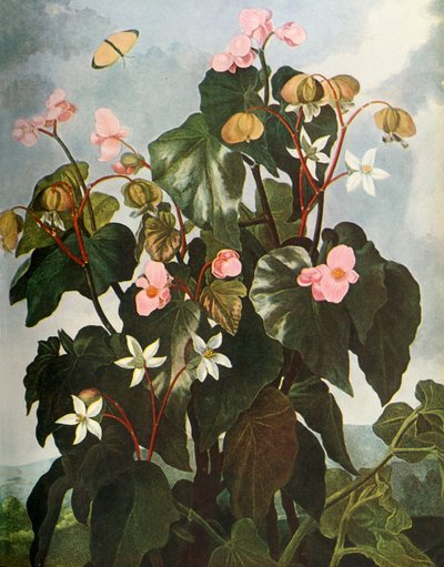 „Begonia skośnolistna”, ok. 1800, 1948 r. autorstwa Caldwell