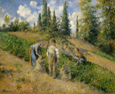 Żniwa, Pontoise Żniwa, Pontoise, 1881. autorstwa Camille Jacob Pissarro