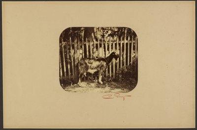 [Koza] autorstwa Camille Silvy
