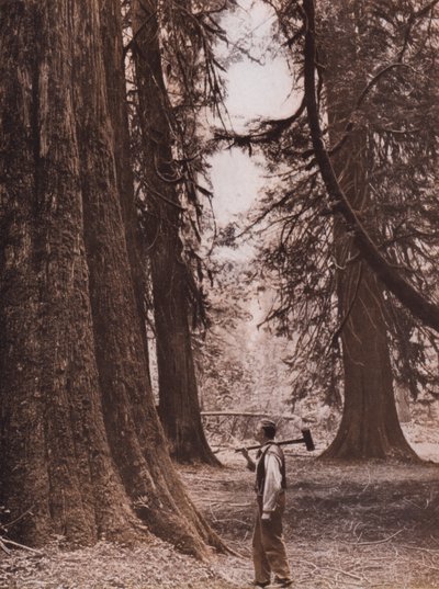 Daglezja zielona, Kolumbia Brytyjska, Kanada (zdjęcie czarno-białe) autorstwa Canadian Photographer