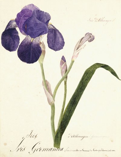 tęczówka niemiecka; Irys Germanica, ok. 1815-1851 autorstwa Capitaine Pelletier