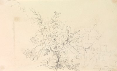 Szkic roślin i kamień milowy od natury, 3 czerwca 1826 r autorstwa Capt. Thomas Hastings