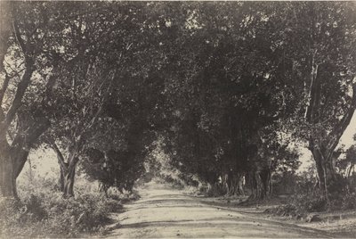 Aleja Banyan Trees, Sheringham, Indie autorstwa Captain Linnaeus Tripe