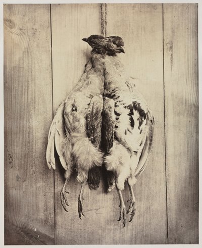 Kuropatwy odbytnicze, ok. 1861. autorstwa Captain N. Baily