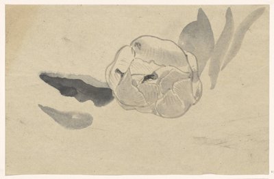 Studium kwiatów autorstwa Carel Adolph Lion Cachet