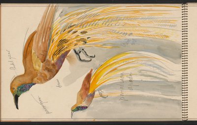 Großer Paradiesvogel autorstwa Carel Adolph Lion Cachet