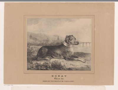 Pies Dunaj Dunaj. Chien du Baron de Westreenen de Tiellandt (tytuł na obiekcie) autorstwa Carel Christiaan Antony Last