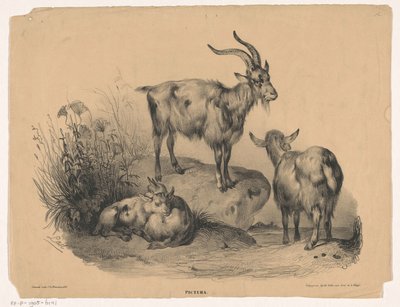 Cztery kozy Pictura (tytuł serii na obiekcie) autorstwa Carel Christiaan Antony Last