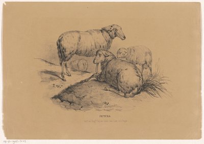 Cztery owce Pictura (tytuł serii na obiekcie) autorstwa Carel Christiaan Antony Last