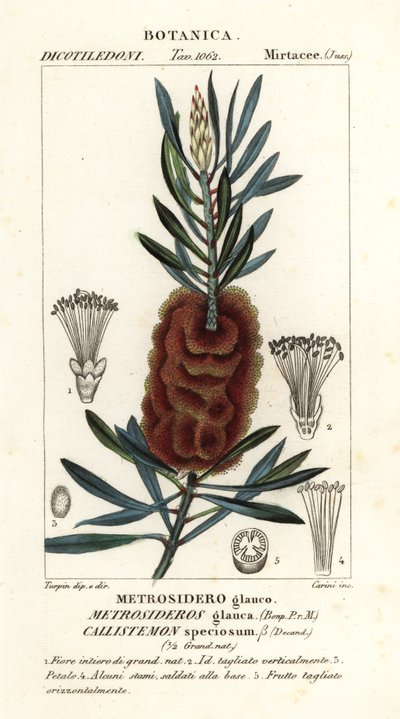 Szczotka do butelek Albany, Callistemon piękna autorstwa Carini Carini