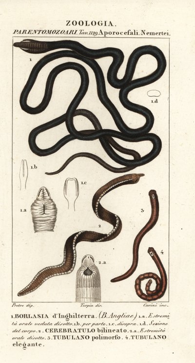 Robak bootlace, Lineus longissimus 1, Borlasia angliae 1, robak trąbka, Cerebratulus bilineatus 2, Cerebratulus bilineatus 2, wstążka, Tubulanus polimorphus 3, Tubulanus elegans 4 autorstwa Carini Carini