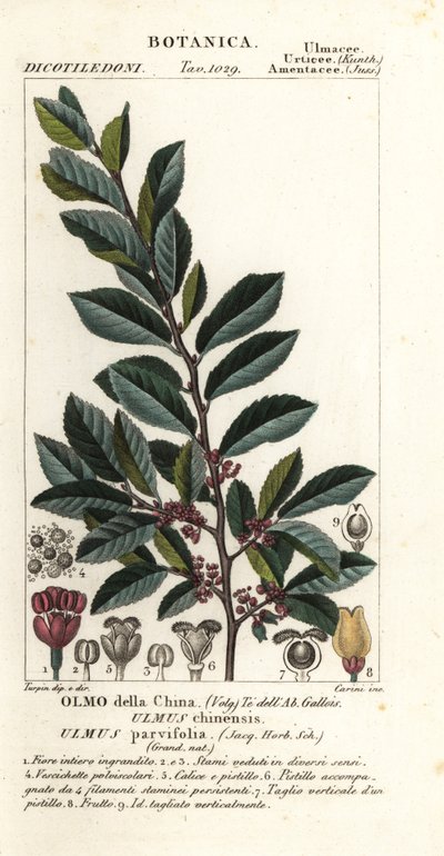 Wiąz chiński lub wiąz koronkowy, Ulmus parvifolia, Ulmus chinensis, Olmo della China autorstwa Carini Carini