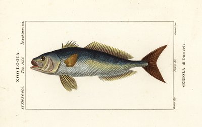 Amberjack większy, Seriola dumerili, Seriola di Dumeril autorstwa Carini Carini