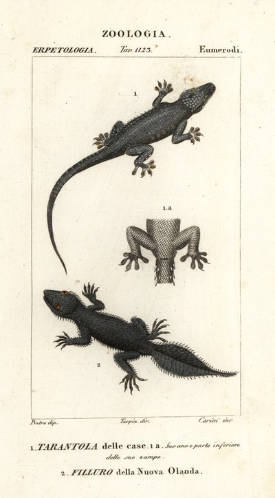 Gekon domowy, Hemidactylus frenatus 1 i gekon szerokoogonowy, Phyllurus platurus 2 autorstwa Carini Carini