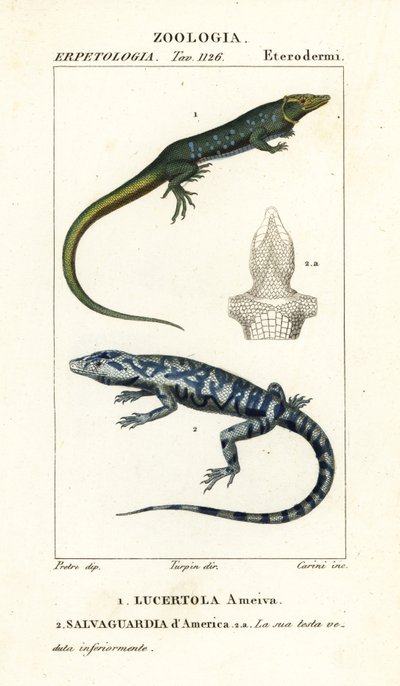 Junglerunner, Ameiva ameiva, Lucertola ameiva 1 i golden tegu, Tupinambis teguixin, Safeguard of America autorstwa Carini Carini
