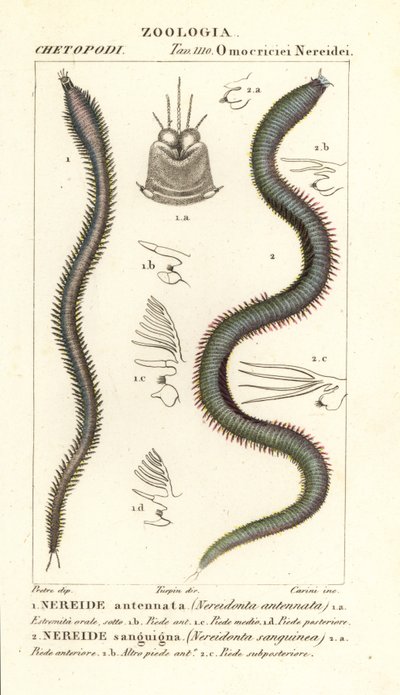 Leodice antennata, Nereidonta antennata 1 i Eunice sanguinea, Nereidonta sanguinea 2 autorstwa Carini Carini