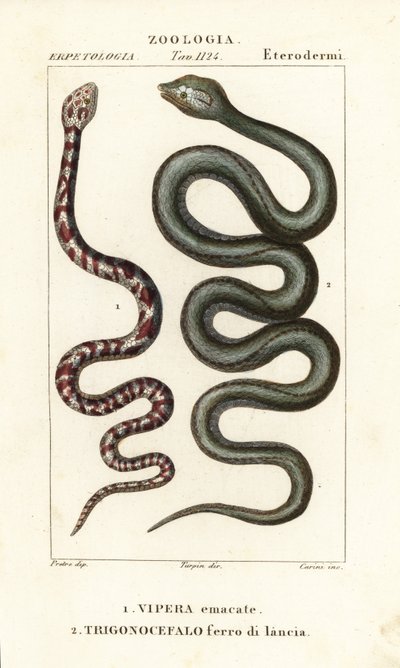 Kobra plująca, Hemachatus haemachatus 1 i Martynika lancetowata, Bothrops lanceolatus 2 autorstwa Carini Carini