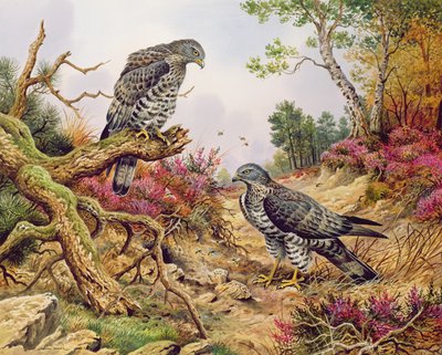 Myszołów miodowy autorstwa Carl Donner