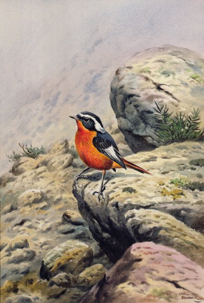 Moussiers Redstart autorstwa Carl Donner