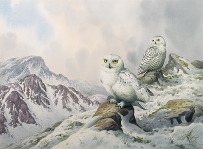 Para sów śnieżnych w Górach Śnieżnych, Australia autorstwa Carl Donner