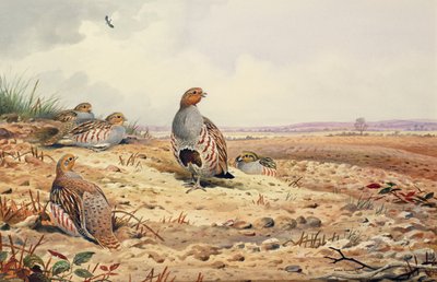 Kuropatwa czerwononoga autorstwa Carl Donner
