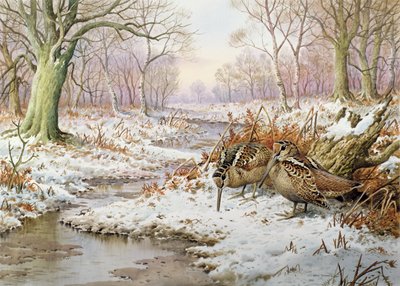 słonka autorstwa Carl Donner