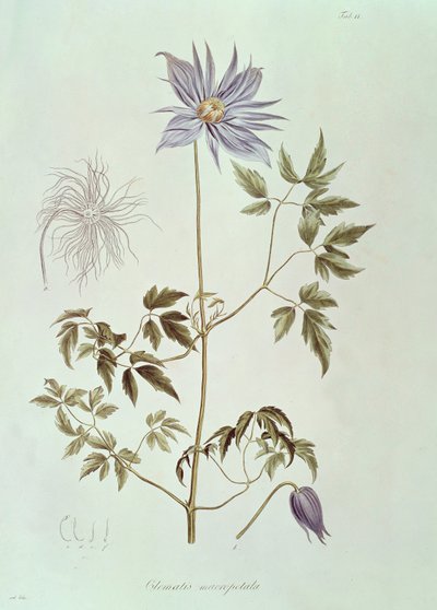 Clematis macropetala z „Icones Plantarum Floram Rossicam” 1829 autorstwa Carl Friedrich von Ledebour