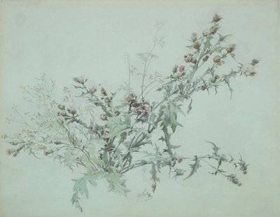 Studium kwitnącego ostu, 1846. autorstwa Carl Georg Anton Graeb