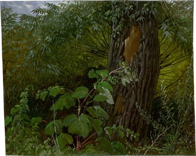 Pień wierzby z podszyciem autorstwa Carl Gustav Carus